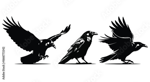 Three black crows in dynamic poses flight perching and taking off silhouette art vector