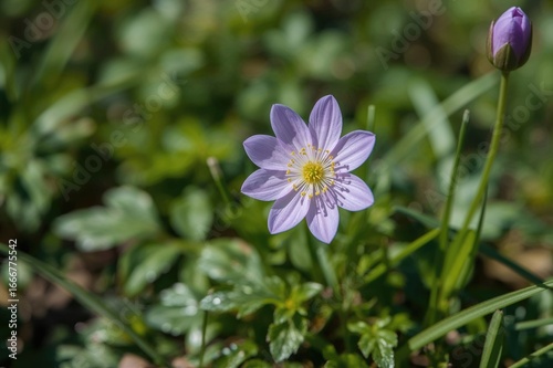 Close-up of Pulsatilla grandis blossoms in a garden setting, showcasing springtime nature and floral elegance