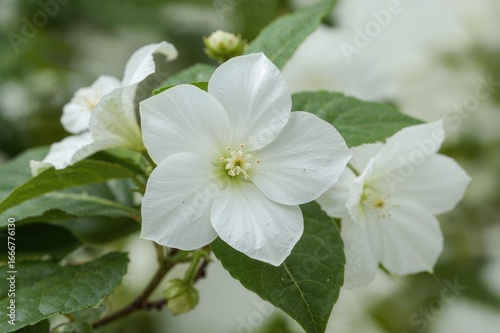 Live white Bougainvillea plant for gardening, perfect for terraces, balconies, and gifting, with a stunning blurred backdrop in high resolution