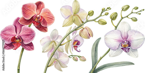 Watercolor Orchids