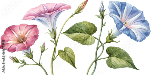 Watercolor Morning Glory Flowers