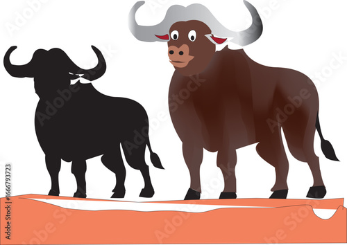 bull