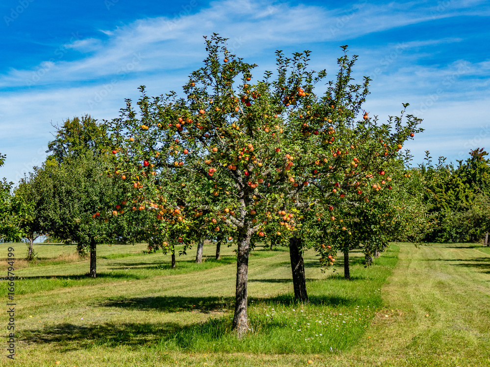 Reife Äpfel auf einem Apfelbaum Reife Äpfel auf einem Apfelbaum