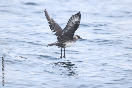 Pomarine jaeger (Stercorarius pomarinus), pomarine skua, or pomatorhine skua, is a seabird in the skua family Stercorariidae. It is a migrant, wintering at sea in the tropical oceans.