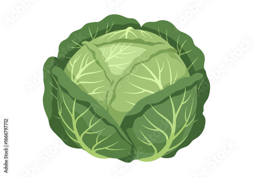 Fresh Green Cabbage Head with Prominent Veins and Outer Leaves