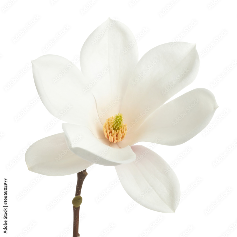 Fototapeta premium A pristine white magnolia flower with a delicate yellow center against a transparent background.