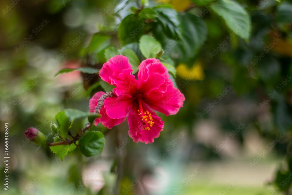 Vibrant pink hibiscus flower in full bloom with green leaves Vibrant pink hibiscus flower in full bloom with green leaves
