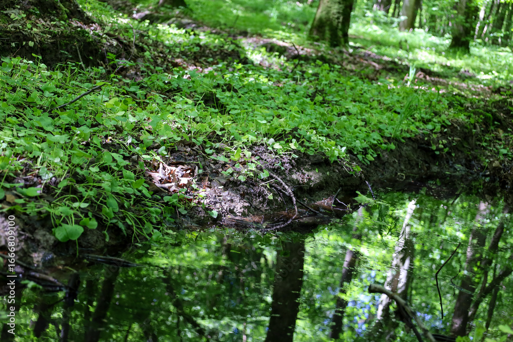 Fototapeta premium A forest stream with a mirror-like reflection of dense trees and green vegetation, creating a captivating combination of nature and tranquility.