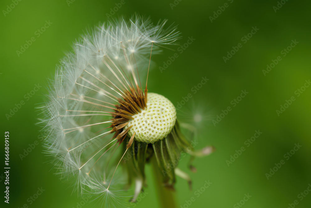 Fototapeta premium Dandelion seed head close-up with delicate details against a blurred green background, perfect for nature, wellness, and inspirational designs