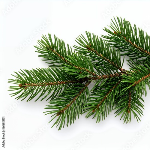 Evergreen bough, creating a minimalist composition featuring a conifer branch on white background