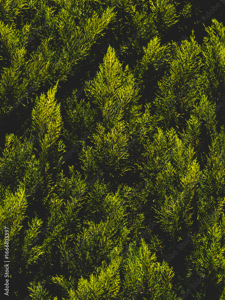 Obraz premium beautiful pine tree leaves in sunlight