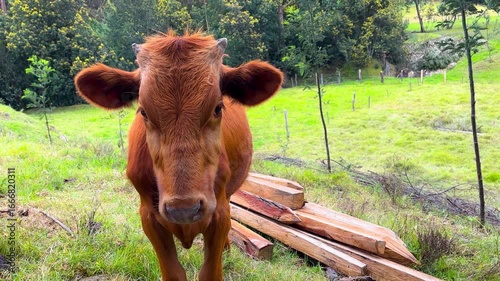 Brown cow standing alone in a green field with wooden fence on a sunny rural day