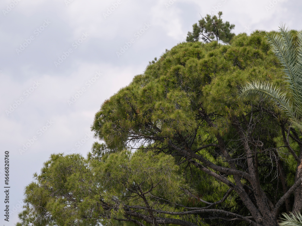 Fototapeta premium green pine tree with cloudy sky