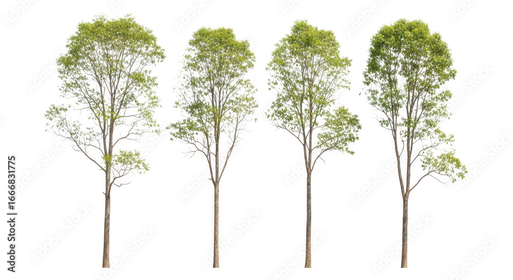 Obraz premium Four trees with green leaves isolated on transparent background