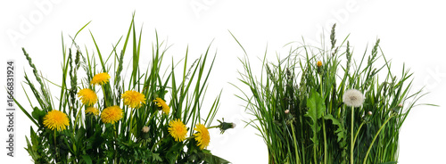 Two sets of blooming fluffy and unopened dandelions among various meadow grass on white background