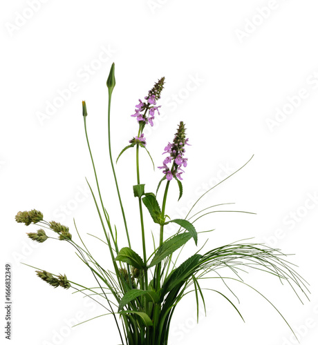 Set of few pink wild flowers among various meadow grass isolated on white background