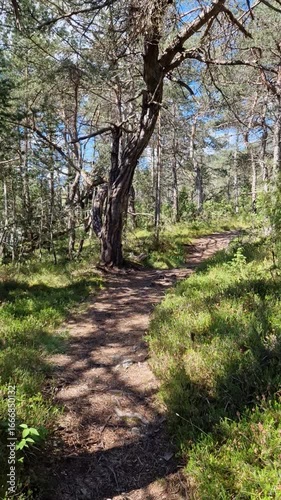 Forest trail bathed in sunlight with green foliage, blue sky, and fresh air.