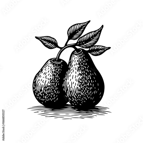 Elegant pear illustration showcasing natural beauty with intricate line art and detailed shading