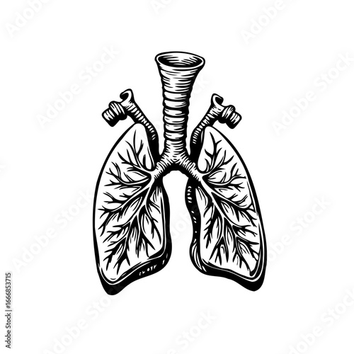 Intricate anatomical illustration showcasing human respiratory system lungs trachea bronchi