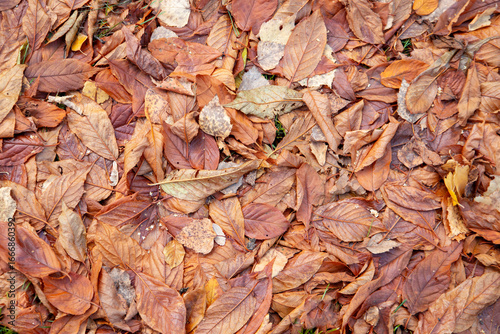 Autumn background from dry autumn leaves. The texture of the leaves.