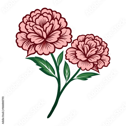 two pink carnations on a white background