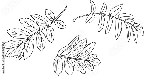 Coloring page with leaves on rowan (Sorbus aucuparia) isolated on white background
