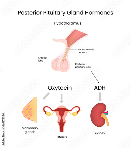 Posterior Pituitary Gland Hormones and their Target Organs
