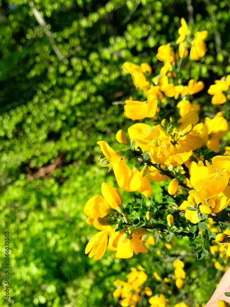 Obraz premium Close up of caragana arborescens Siberian pea-tree flowers.