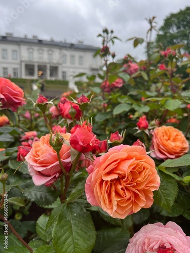 roses in the garden