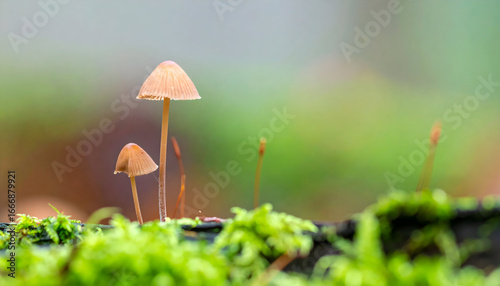 Wallpaper Mural Delicate mushrooms and lush green moss growing in a forest environment Torontodigital.ca