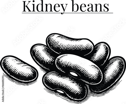 Kidney Beans Hand Drawn Vector Illustration – Vintage Botanical Legume Sketch