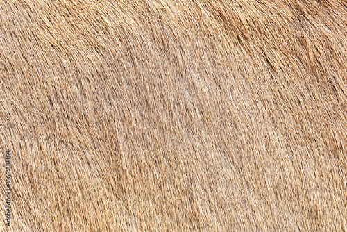 Obraz na plátně Closeup texture of brown animal fur
