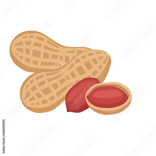 Vector illustration of peanuts in shell and peeled peanuts with seeds, realistic style, isolated on white background, healthy food and snack ingredient design