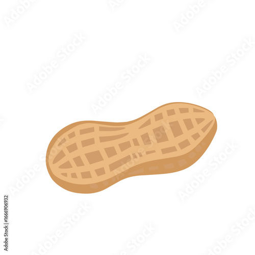 Vector illustration of peanut in shell, isolated on white background. Realistic food drawing for healthy nutrition, snack ingredient, agriculture, and culinary design