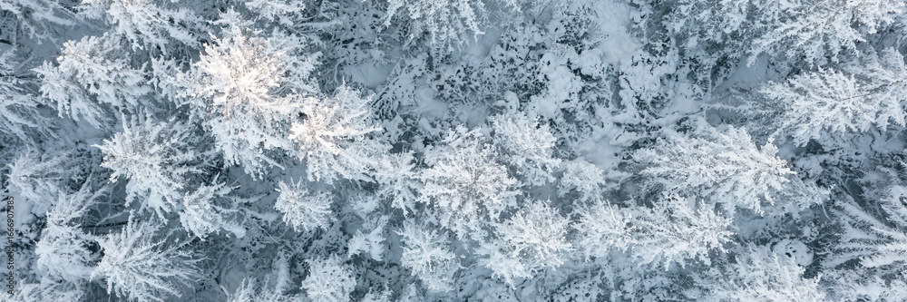 Fototapeta premium Aerial view of snow-covered larch trees. Amazing morning winter forest landscape. The tops of the trees. Cold snowy weather. Cold snap. Beautiful northern nature. Wide panoramic natural background.