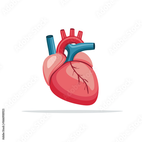 Heart Illustration, Heart Anatomy, Cardiovascular System, Medical Organ