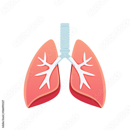 Human Lung Anatomy, Respiratory System, Bronchial Tree, and Pulmonary Structure