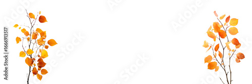 Photo of tree branches with yellow and orange leaves on white or transparent panoramic background with copy space, png file. Fall season, autumn in nature header, autumnal web banner