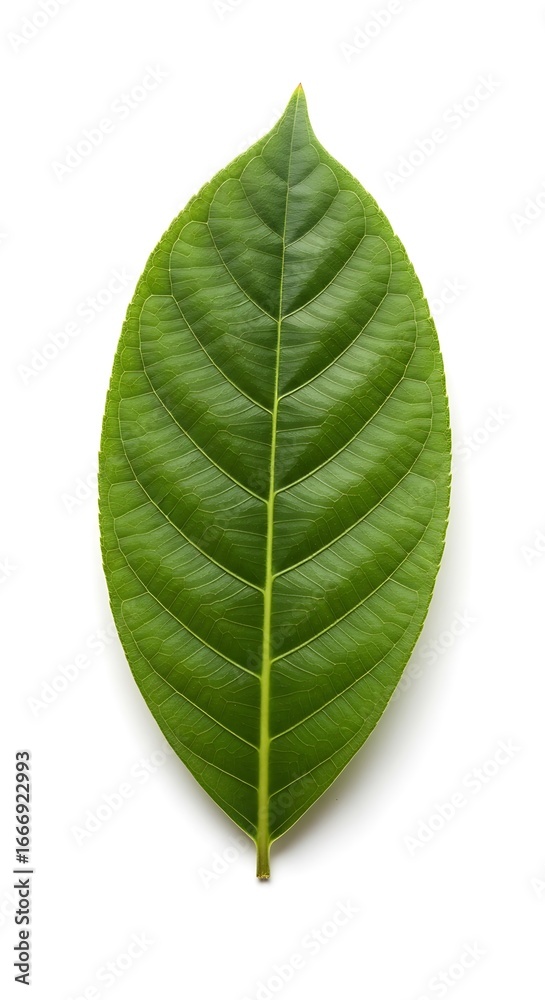 Obraz premium Close-up of a vibrant green leaf