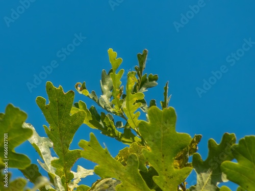 Green oak leaves against a bright blue sky on a warm sunny day in early autumn