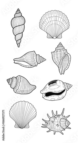 Collection of diverse seashells found on tropical beaches showcasing various shapes and textures