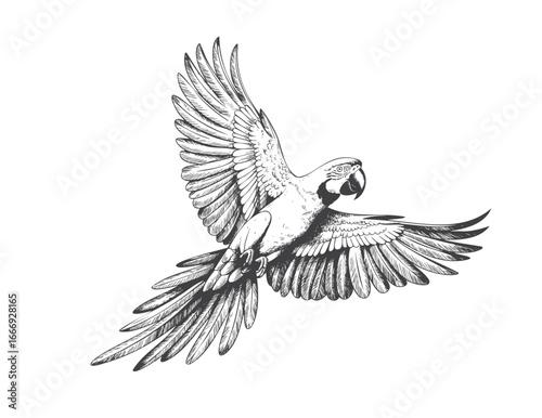 Vintage flying parrot illustration with wide wingspan. Engraved tropical macaw mid-flight with detailed feathers.
