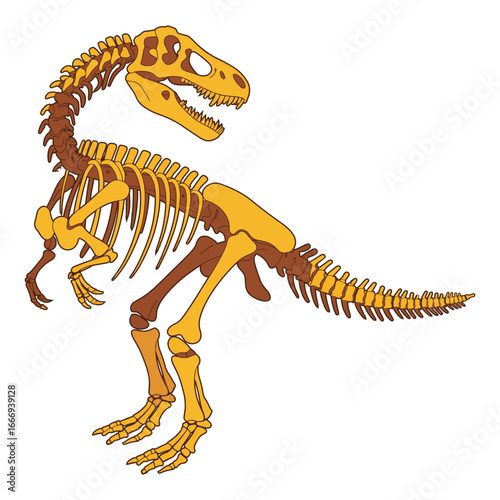 A detailed skeleton of a Tyrannosaurus Rex or a similar large carnivorous dinosaur from the prehistoric era vector illustration