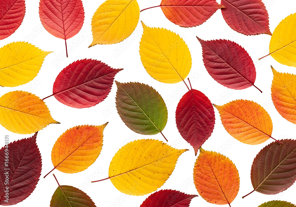 Fototapeta premium Vibrant autumn leaves in various shades of red, yellow, and orange, artfully arranged on a black backdrop, showcasing a kaleidoscope of autumnal hues.