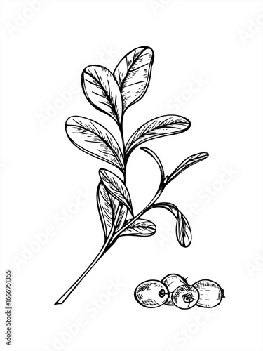 Wild blueberry branch with leaves and ripe berries pile monochrome vector line art black ink etching drawing. Hand drawn forest berry bush sketch for harvest design, horticultural guides, poster