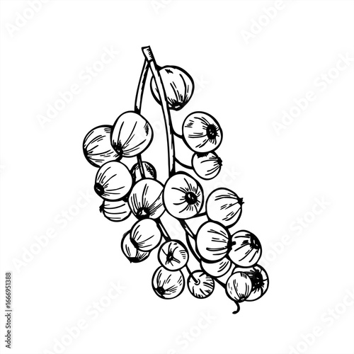 Monochrome black currant berry cluster vector illustration. Hand drawn summer berries harvest realistic graphic sketch. Garden huckleberry line art for healthy food packaging, summer harvest design