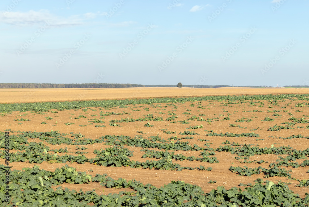 Fototapeta premium autumn landscape in an agricultural field with green shoots of cabbage and other plants to ensure the improvement and enrichment of the soil