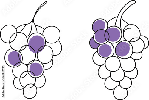 A continuous line art illustration of two bunches of grapes with purple color accents, on a white background.