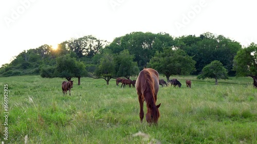 Golden hour light illuminating a tranquil pasture with horses grazing on lush green grass under a clear blue sky in Germany.
