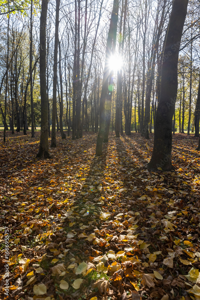 Fototapeta premium yellowing maple foliage in autumn in sunny weather, big changes in the forest on maple trees in autumn, the sun shines through the trees and shines through the yellow foliage